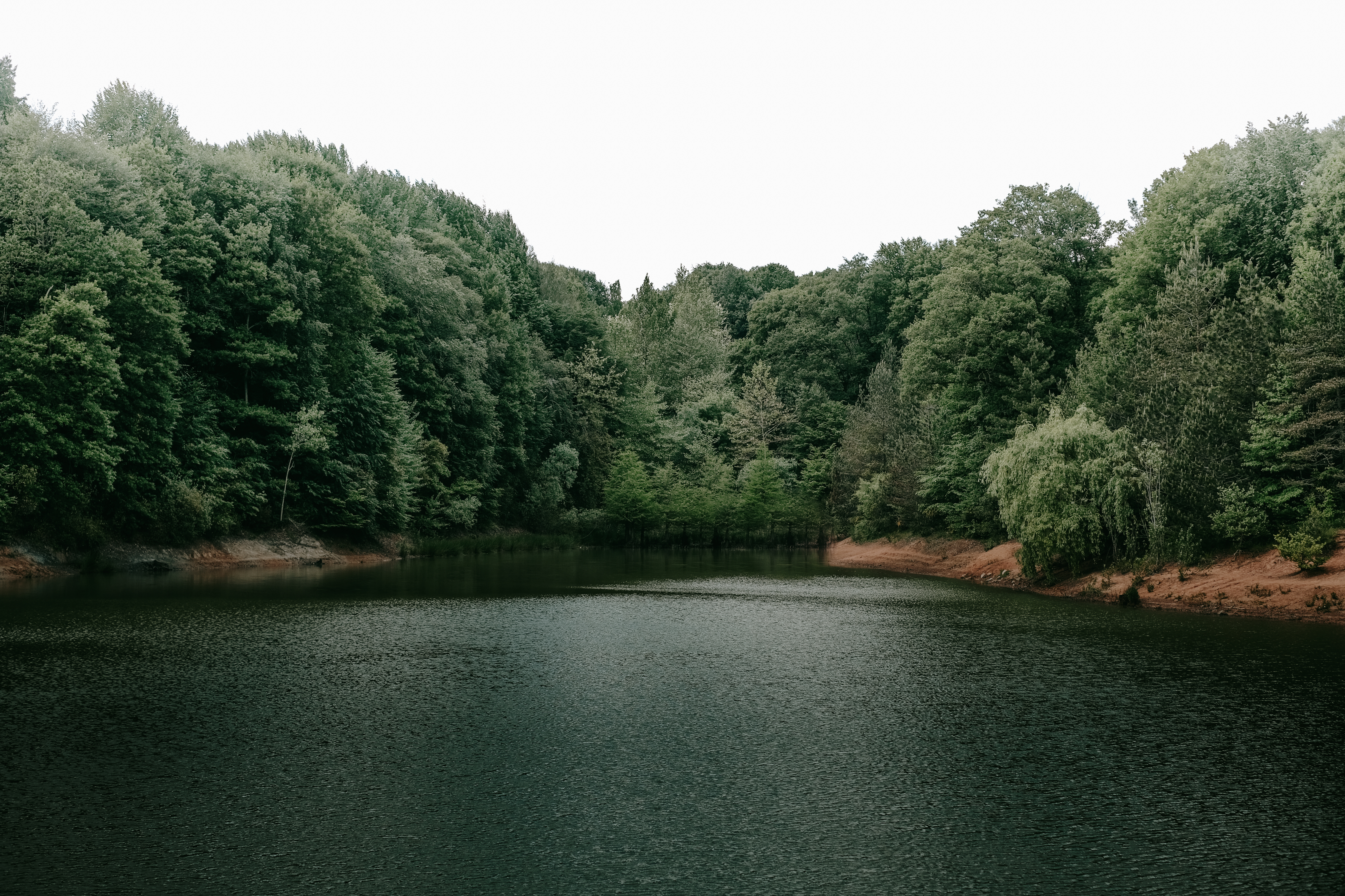 Lake in the Forest